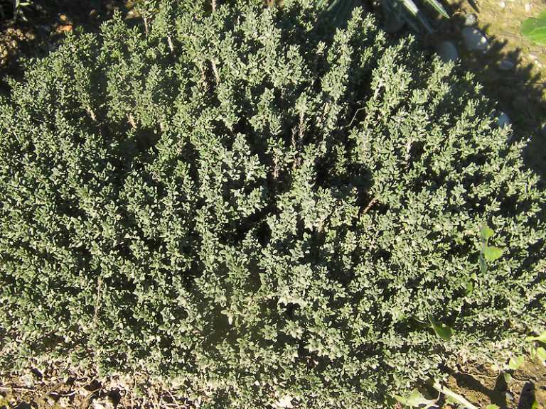 medicinales archivos - Página 2 de 5 - Portal Jardín. Jardín, Huerto y