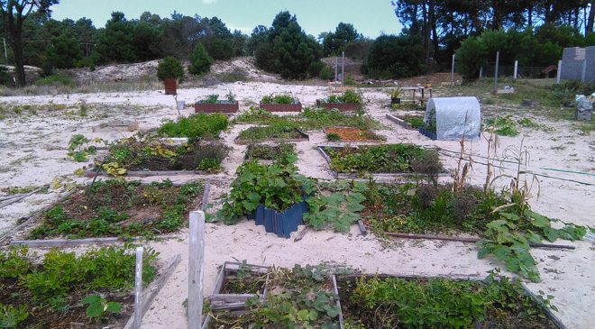 Huerto en la arena - Portal Jardín