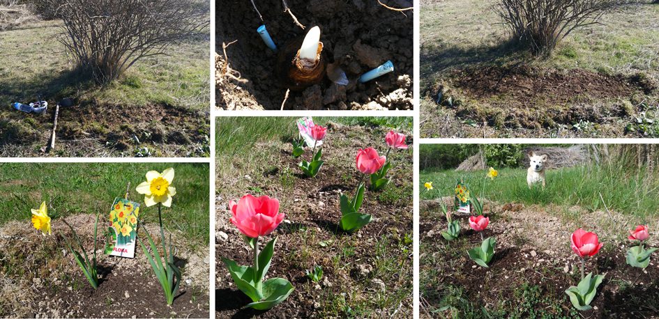 bulbos tulipanes narcisos Preparando el huerto con la motoazada o mula mecánica Portal Jardín