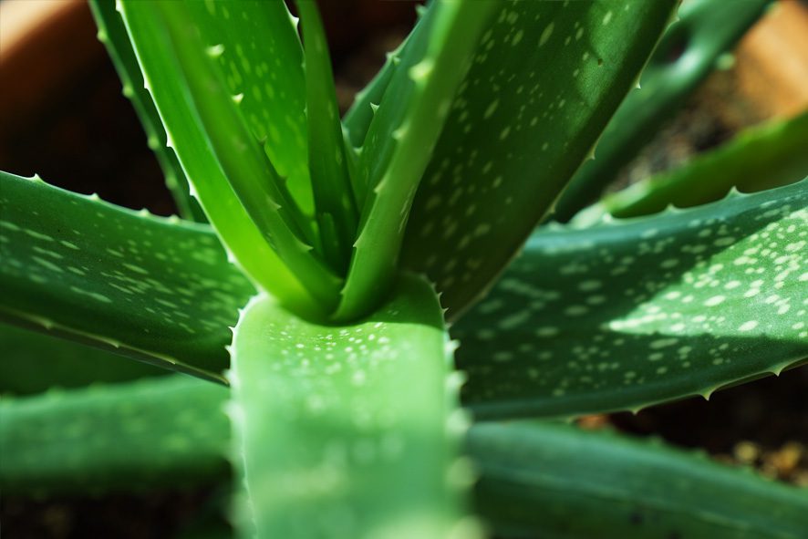 Aloe Vera Cultivo Cuidados Y Usos De Esta Planta Medicinal 4200