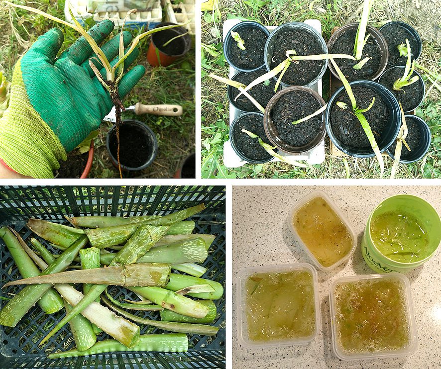 Aloe Vera cultivo y usos Portal Jardin