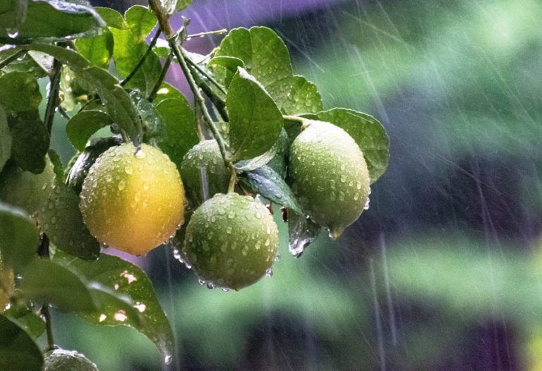 La Mejor Agua Para Regar Las Plantas De Lluvia Pozo De Riego Potable