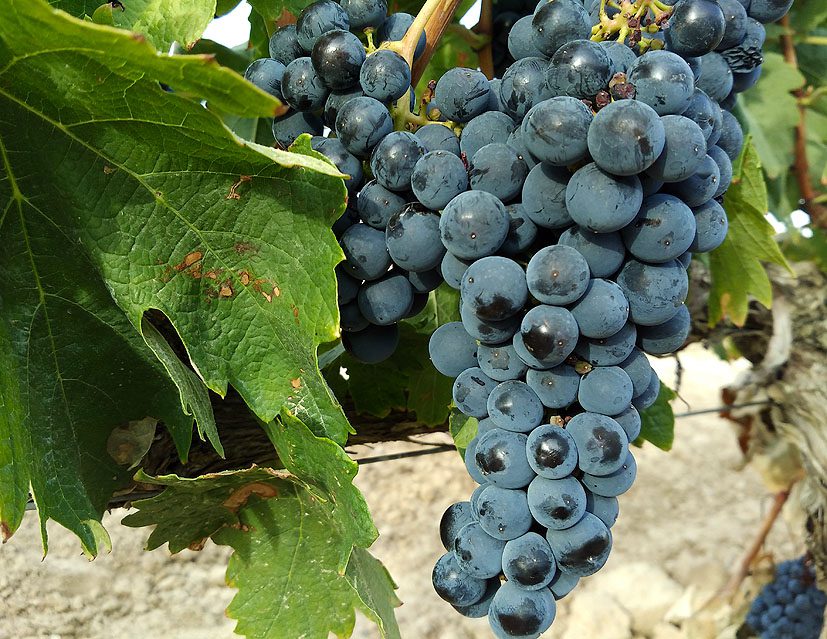 cómo cultivar viña