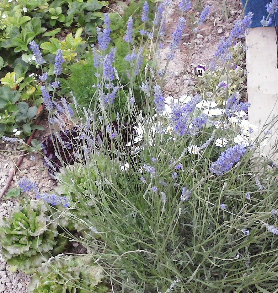 lavanda, cultivo y propiedades