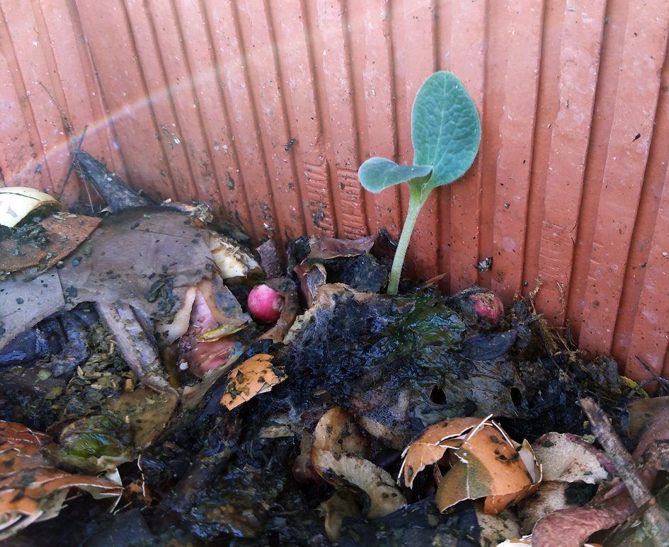 compost y abonos