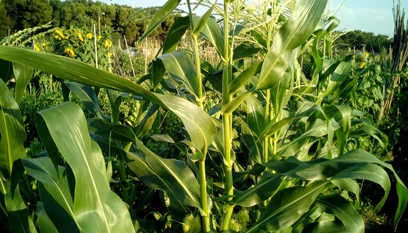 emociones en el huerto