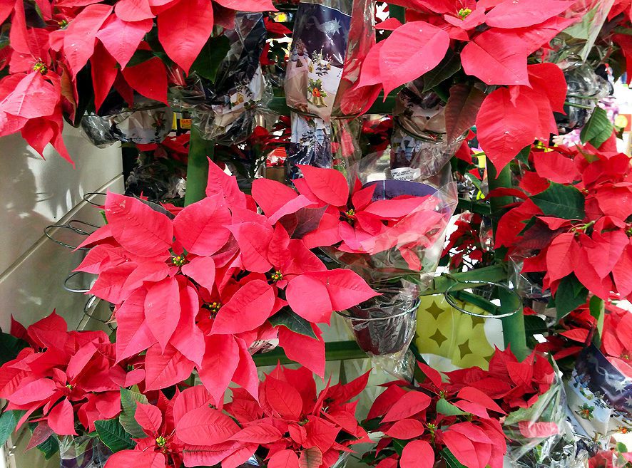 Flor de Pascua Navidad