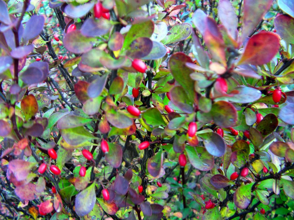 el jardín en diciembre