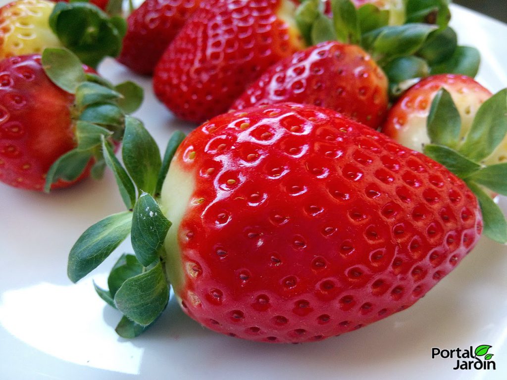 Fresas: cuidados, propiedades y receta