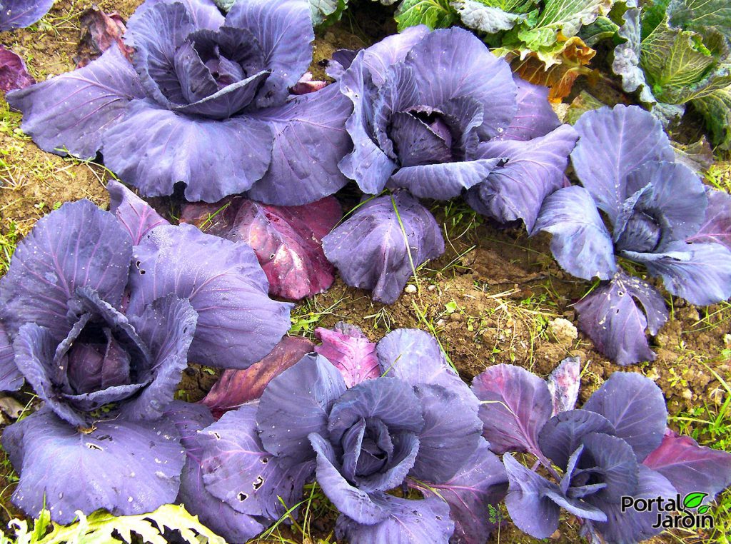 Cultivo y propiedades de la col lombarda. Portal Jardín.