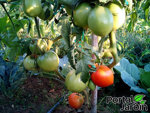 Tomates verdes fritos Portal Jardín