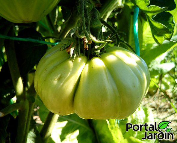 Tomates verdes fritos Portal Jardín