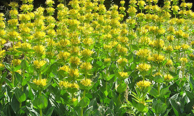 Genciana