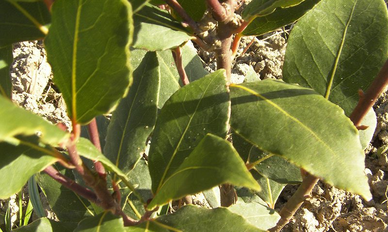 Laurel