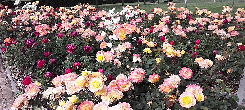 Rosas: cuidados básicos - Portal Jardín. Huerto, Jardín y Cocina.