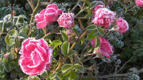 Rosa Portal Jardín