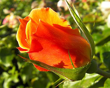 Rosas Portal Jardín
