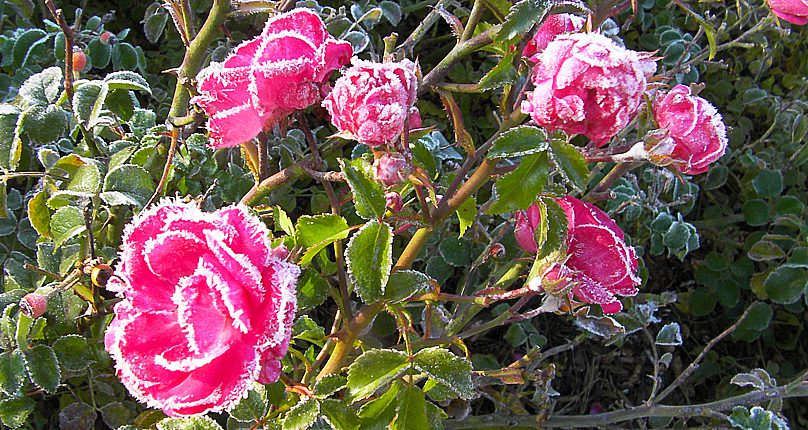 Rosas Portal Jardín