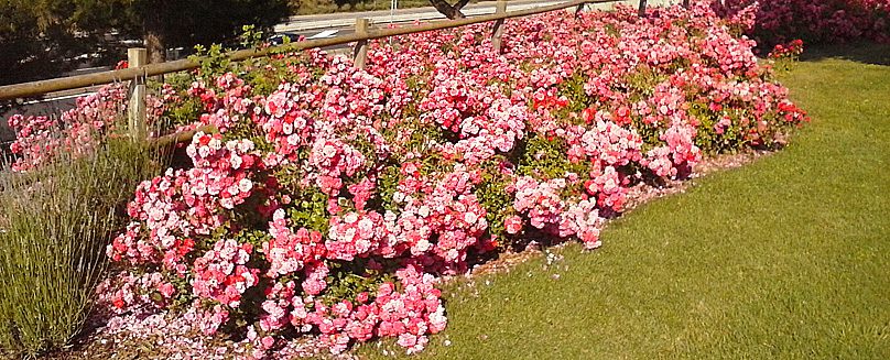 rosas9_Portal_jardin