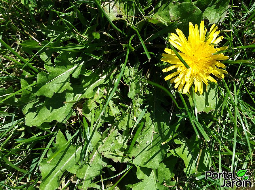 Diente de león Portal Jardín