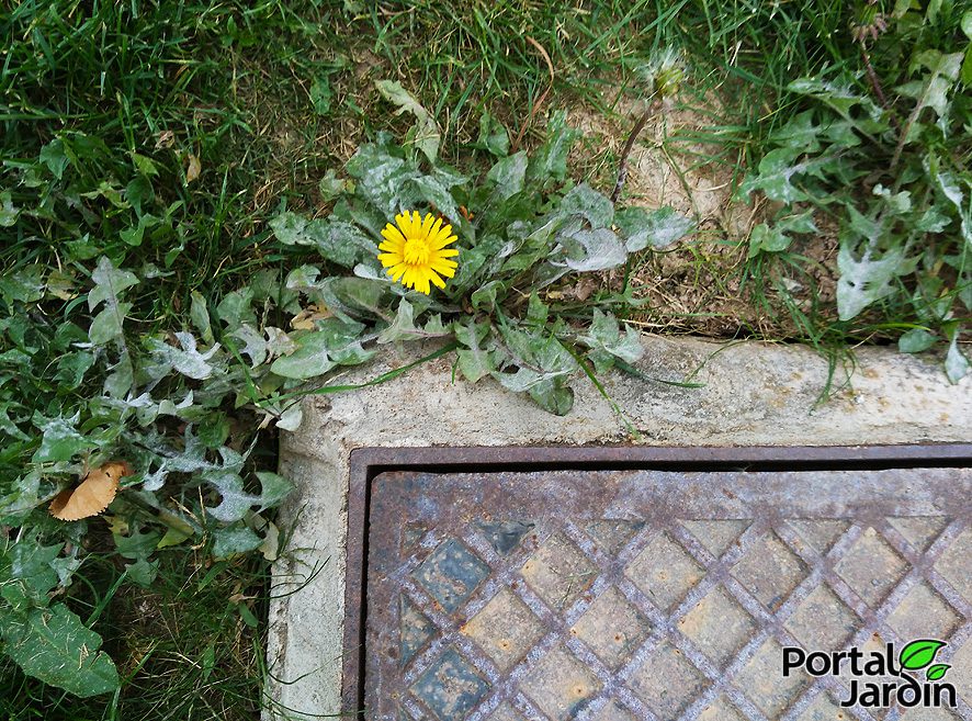 Diente de león Portal Jardín