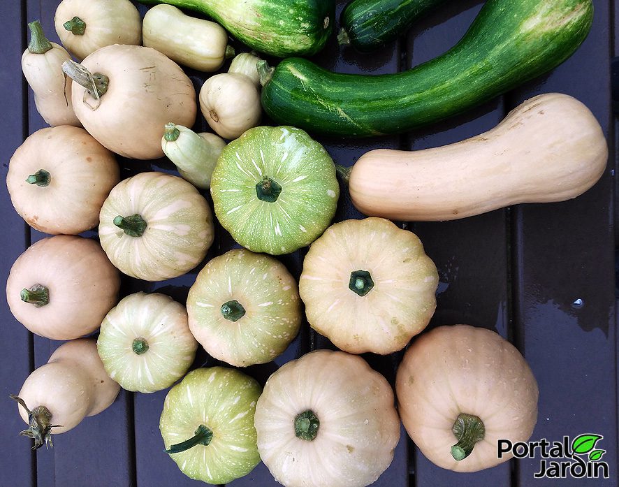 Conserva de calabazas en almíbar