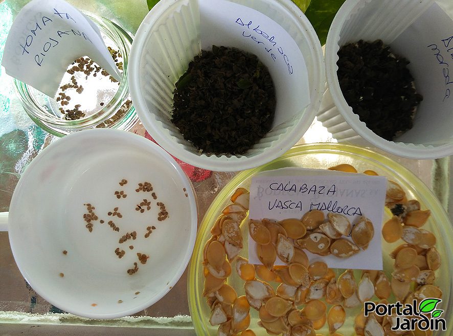 Extracción y guardado de semillas