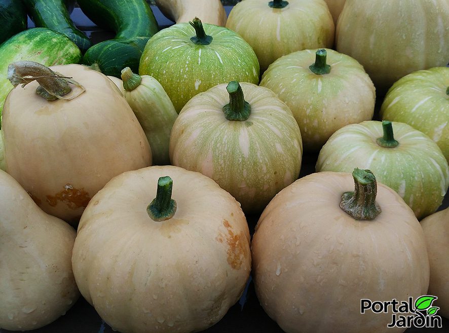 Calabaza - Portal Jardín. Huerto, Jardín y Cocina.