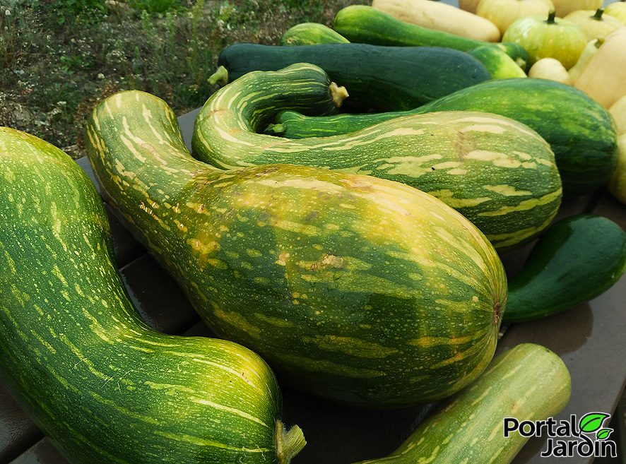 Calabaza - Portal Jardín. Huerto, Jardín y Cocina.