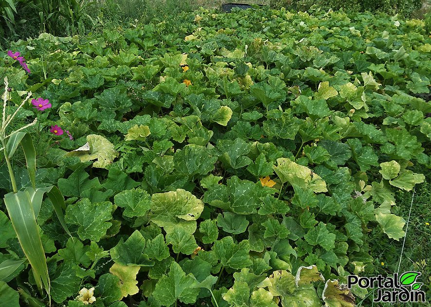 Calabaza - Portal Jardín. Huerto, Jardín y Cocina.