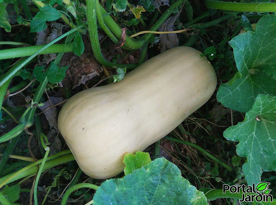 Calabaza - Portal Jardín. Huerto, Jardín y Cocina.