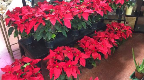 Poinsettia Flor de Pascua Portal Jardín