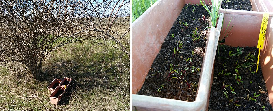 remolachas Preparando el huerto con la motoazada o mula mecánica Portal Jardín