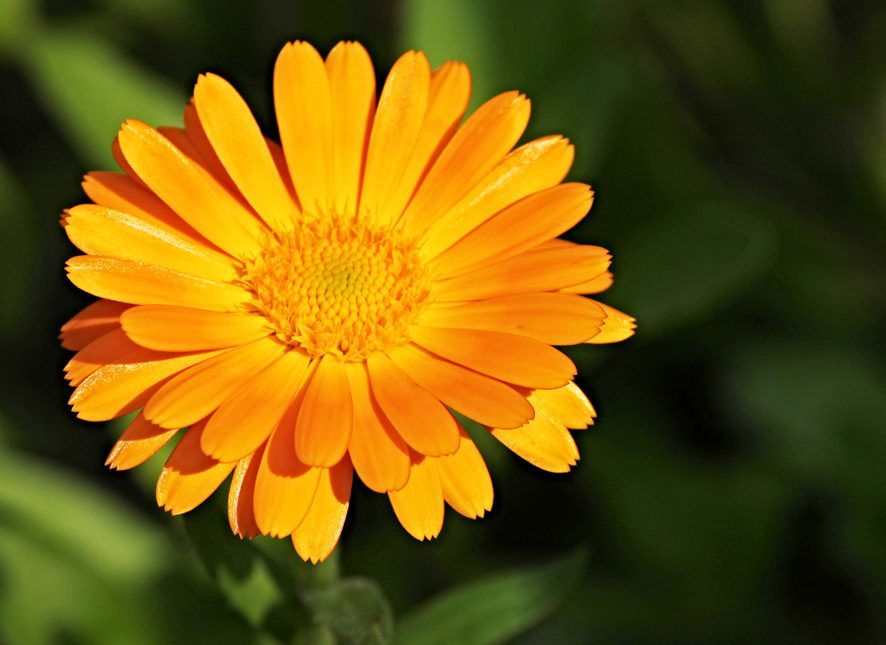 Flores para el otoño invierno