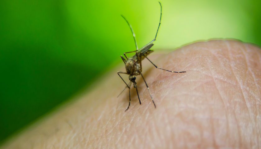 Plantas anti mosquitos y otras alternativas para luchar contra ellos