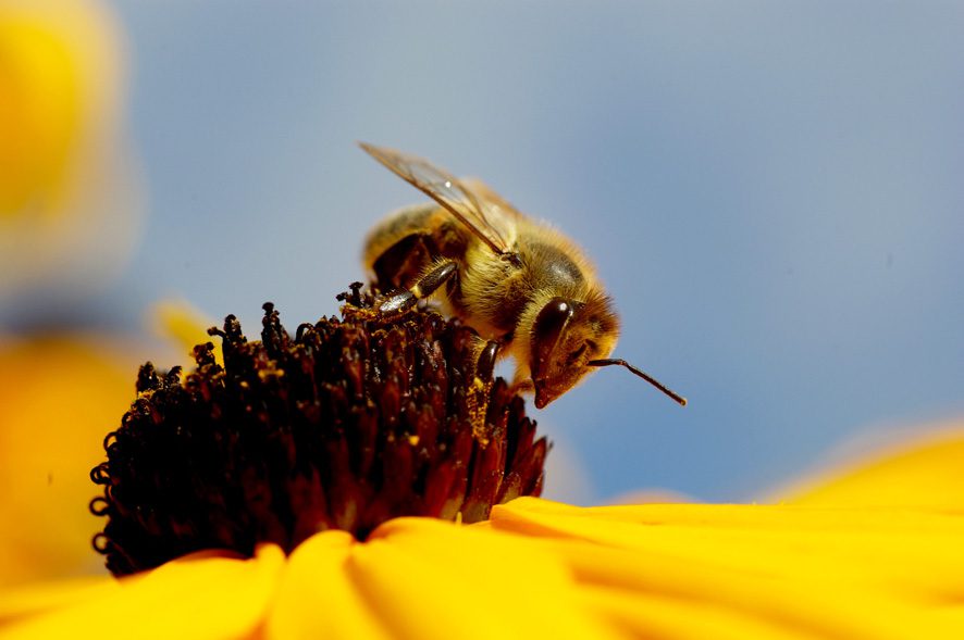 Plantas que atraen insectos beneficiosos