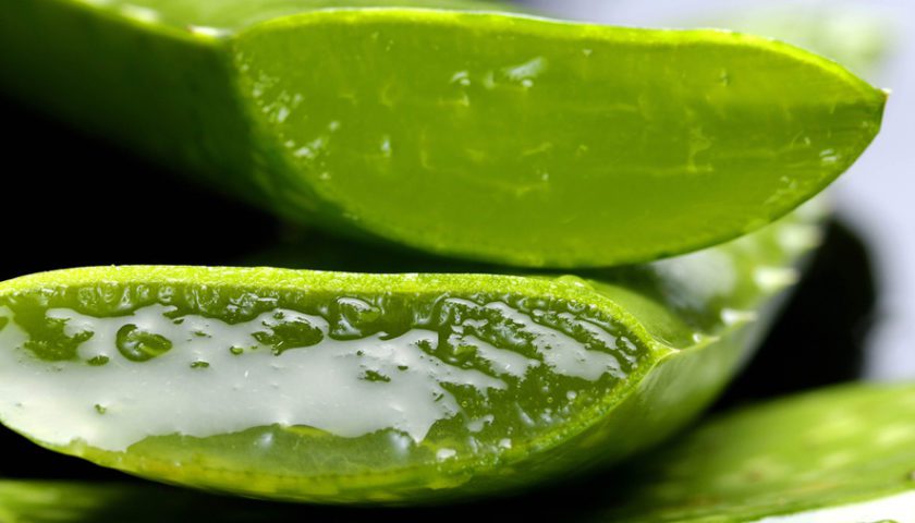 Cuidados y usos del aloe vera