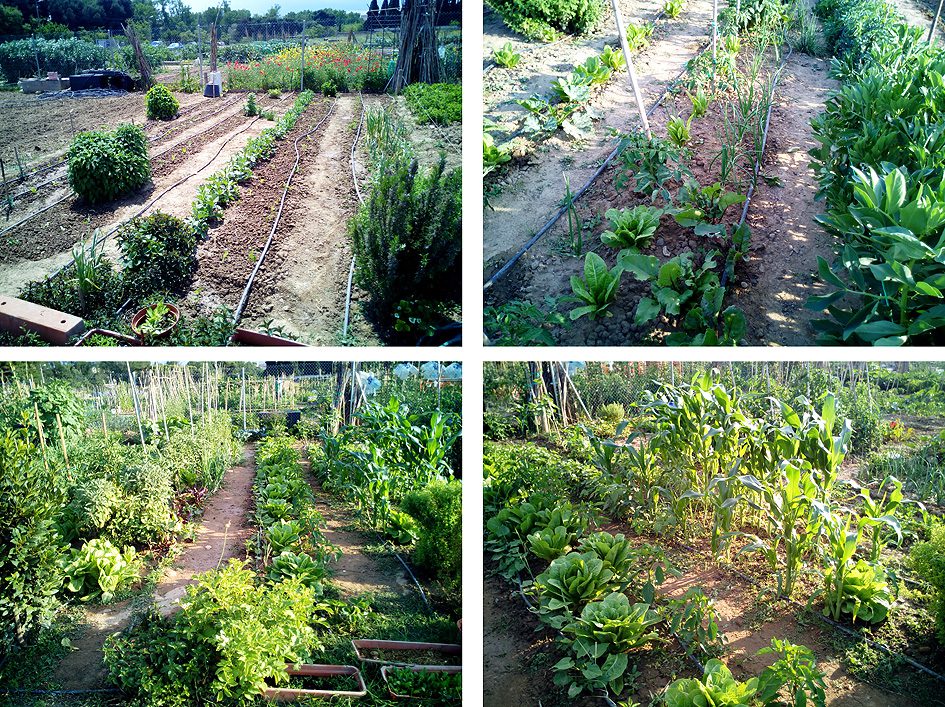 mis huertos - huerto 50m2