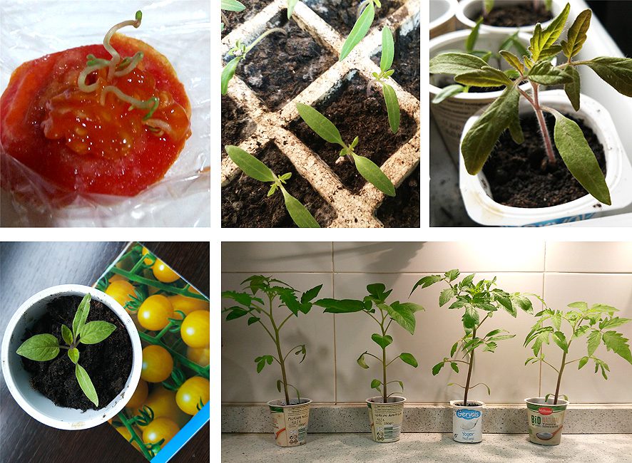 el tomate, germinación