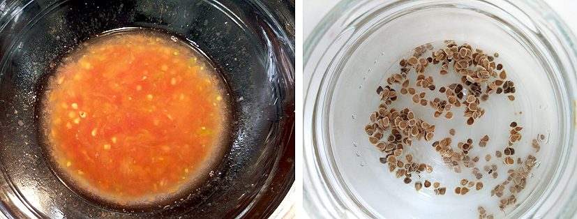 el tomate, la obtención de las semillas
