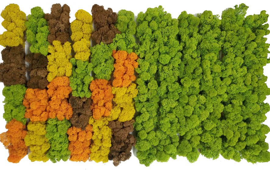 cuadros musgo colores