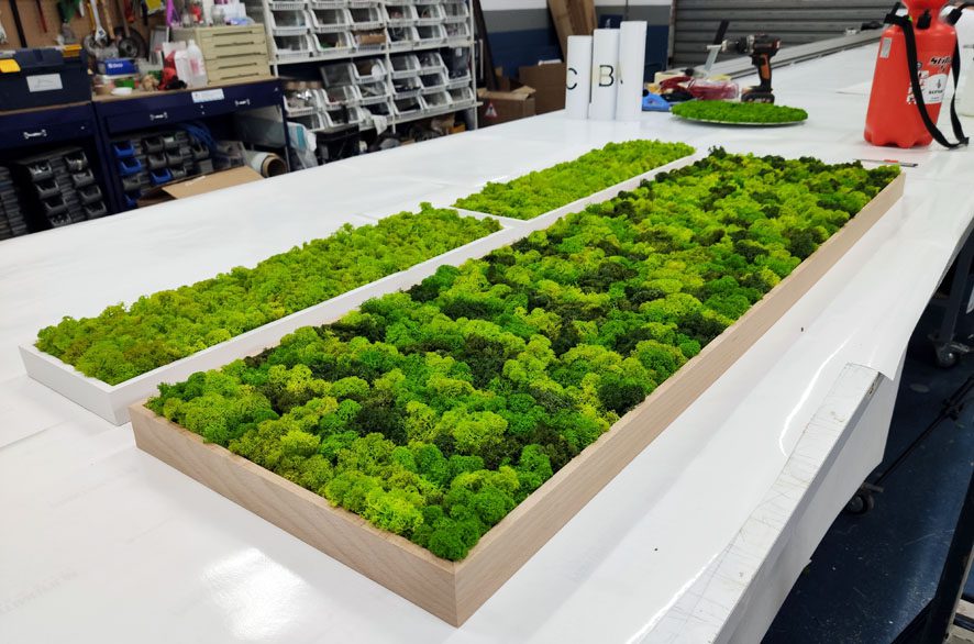 cuadros de musgo colocación