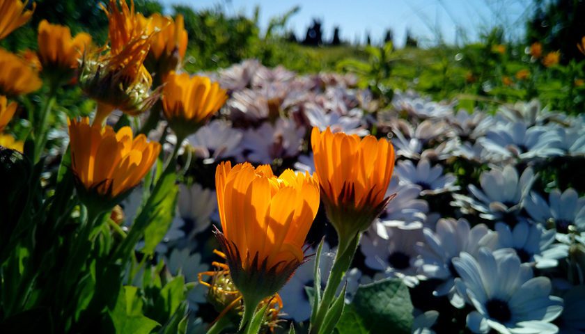 Flores de invierno de exterior que soportan bien el frío y son 