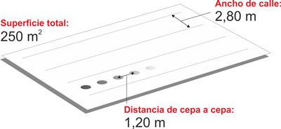 cómo cultivar vid