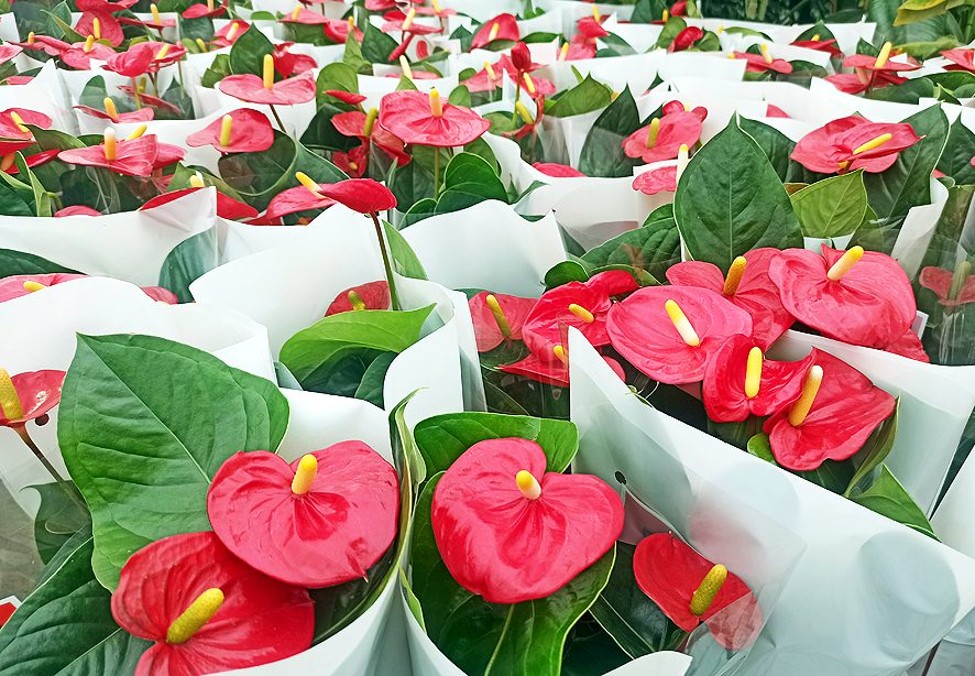 ganar agricultores Estación de policía Las mejores plantas con flores de fácil cuidado para tu casa