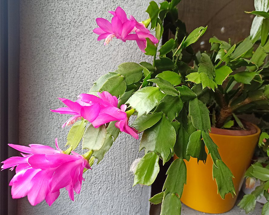 Las mejores plantas con flores de fácil cuidado para tu casa
