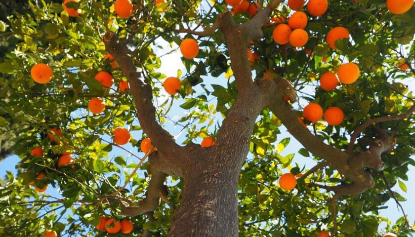 Cómo cultivar árboles frutales en macetas