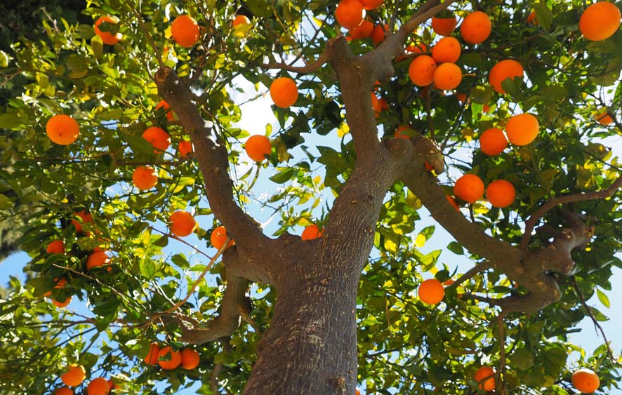 Moviente portón Equipo de juegos Top Los mejores 10 árboles frutales para cultivar en macetas