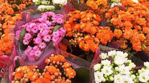 El lenguaje de las flores: Simbolismo y significado de las flores.