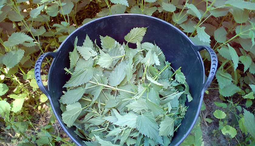 Purín de ortigas en el cultivo de tomates